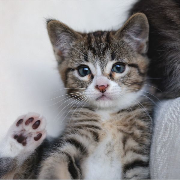 Pet Image