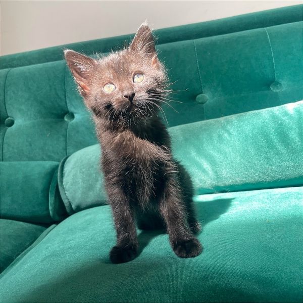 Pet Image