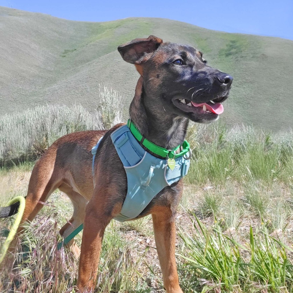 Abby, an adoptable Mixed Breed in Hailey, ID, 83333 | Photo Image 1