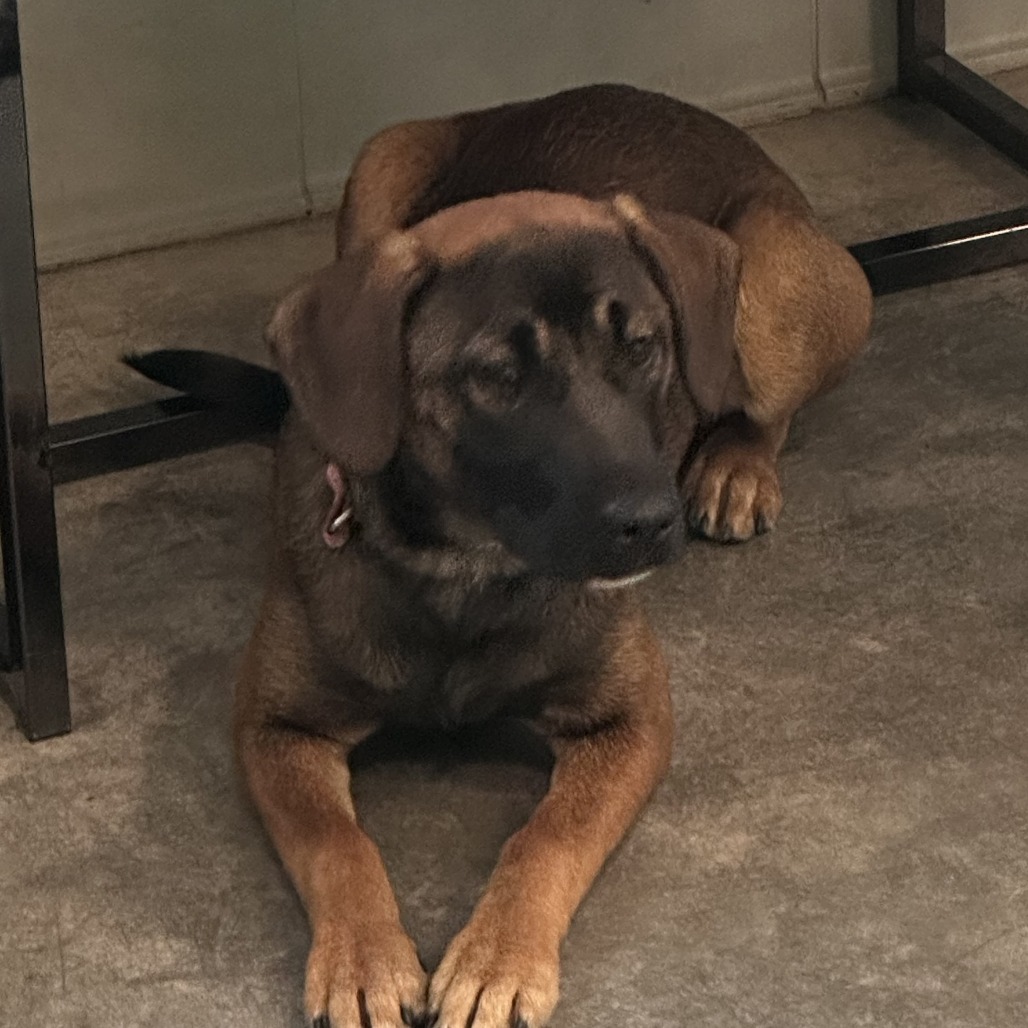Abby, an adoptable Mixed Breed in Hailey, ID, 83333 | Photo Image 2
