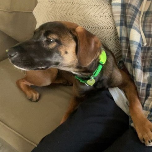 Abby, an adoptable Mixed Breed in Hailey, ID, 83333 | Photo Image 3
