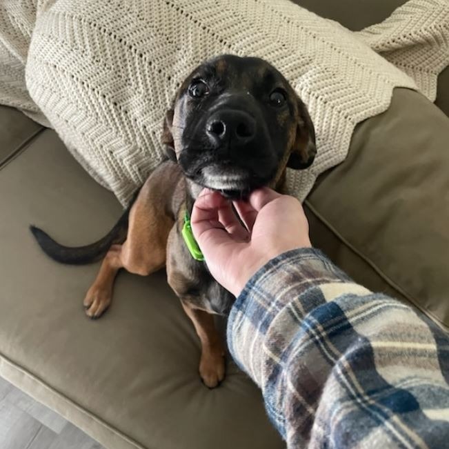 Abby, an adoptable Mixed Breed in Hailey, ID, 83333 | Photo Image 4