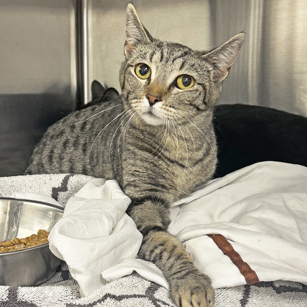 Spooky, an adoptable Domestic Short Hair in Hailey, ID, 83333 | Photo Image 1