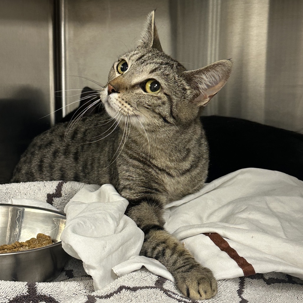 Spooky, an adoptable Domestic Short Hair in Hailey, ID, 83333 | Photo Image 2