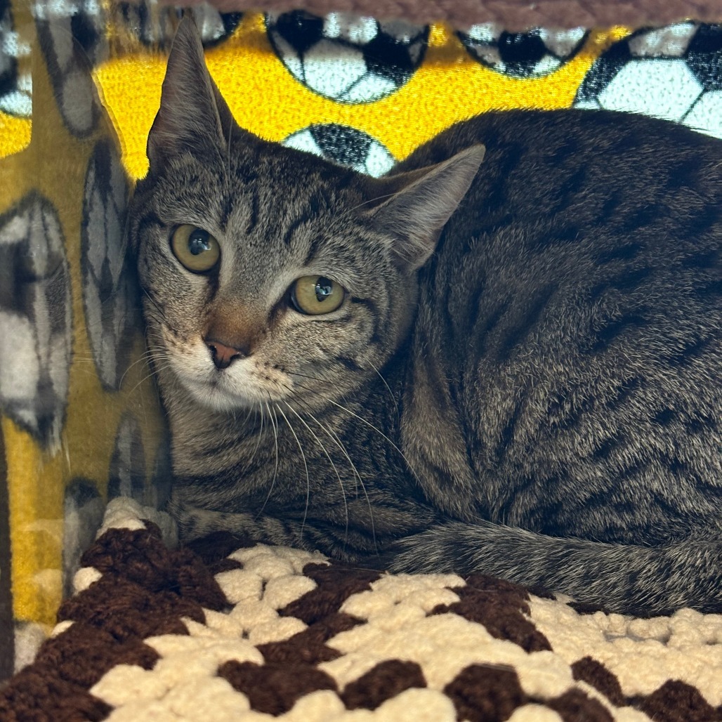Spooky, an adoptable Domestic Short Hair in Hailey, ID, 83333 | Photo Image 3