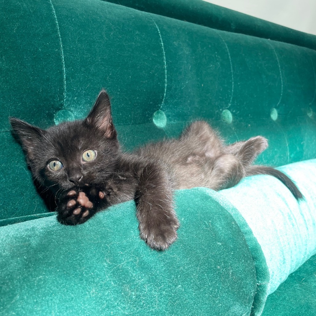 Padfoot, an adoptable Domestic Short Hair in Hailey, ID, 83333 | Photo Image 1