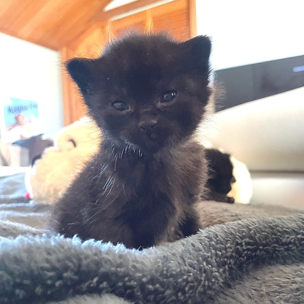 Padfoot, an adoptable Domestic Short Hair in Hailey, ID, 83333 | Photo Image 2