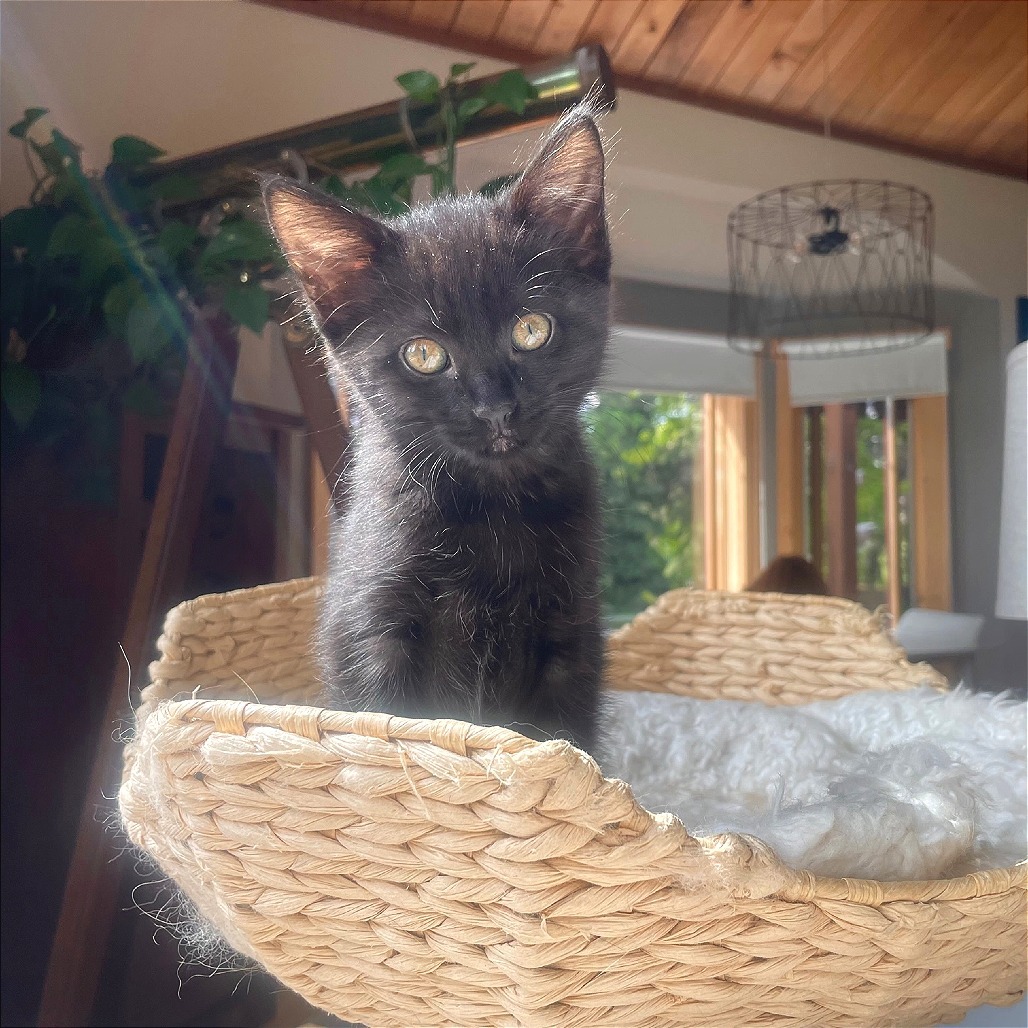 Padfoot, an adoptable Domestic Short Hair in Hailey, ID, 83333 | Photo Image 4
