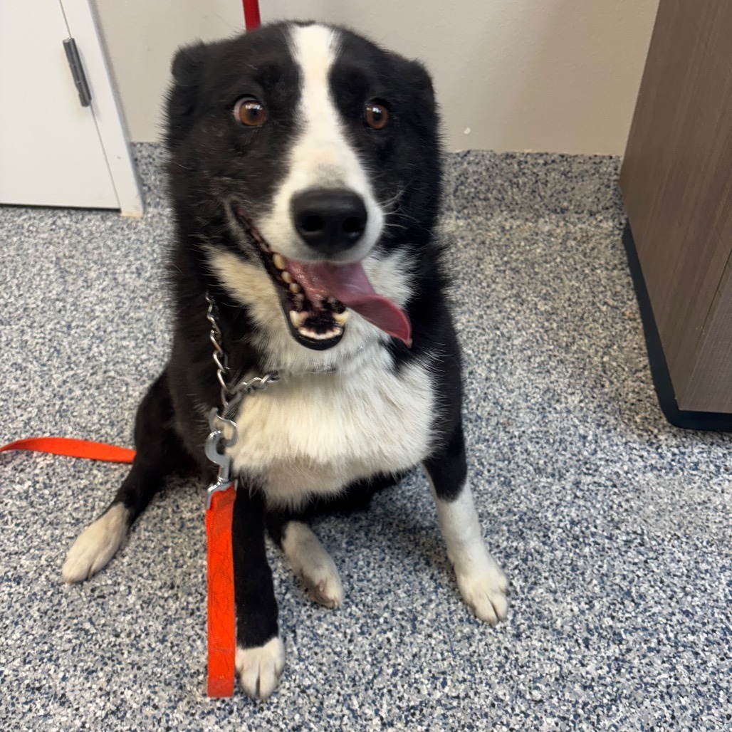 Maeve, an adoptable Karelian Bear Dog in Great Falls, MT, 59404 | Photo Image 1