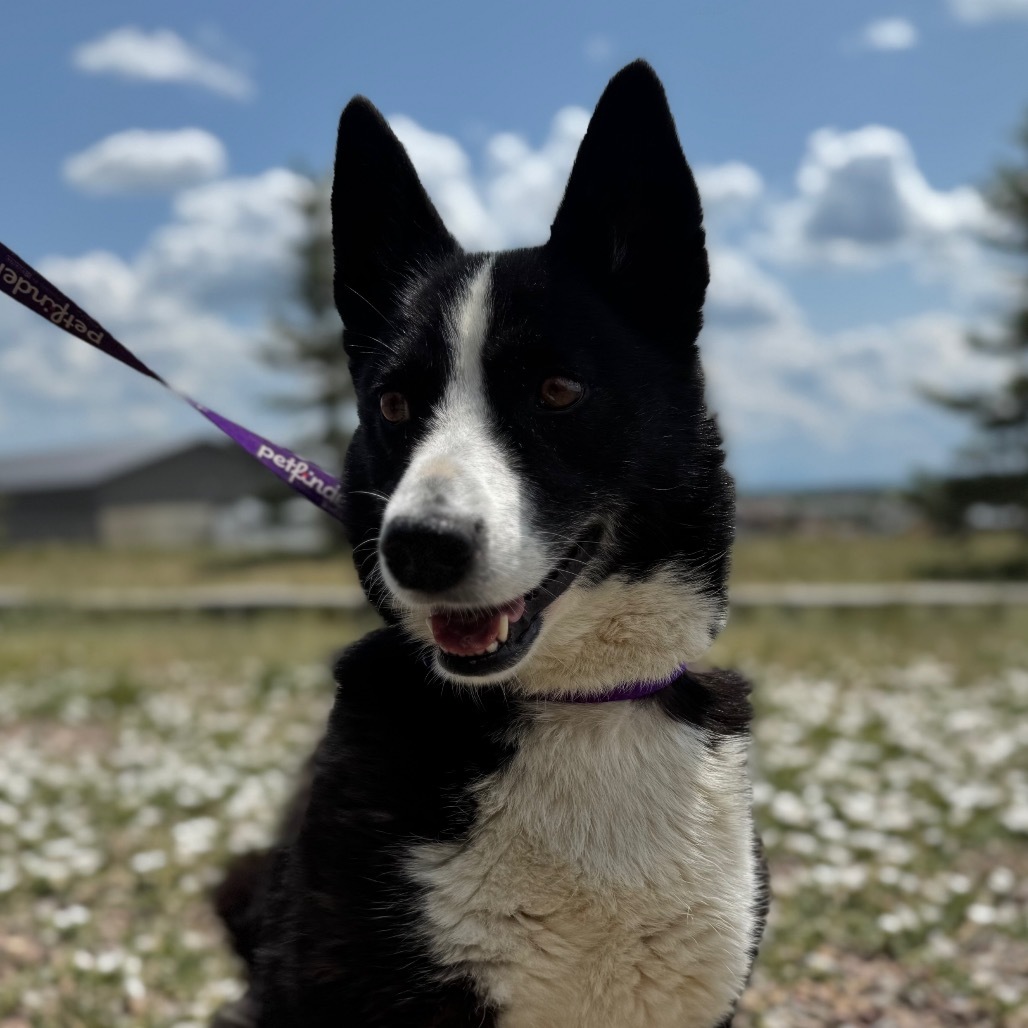 Maeve, an adoptable Karelian Bear Dog in Great Falls, MT, 59404 | Photo Image 1