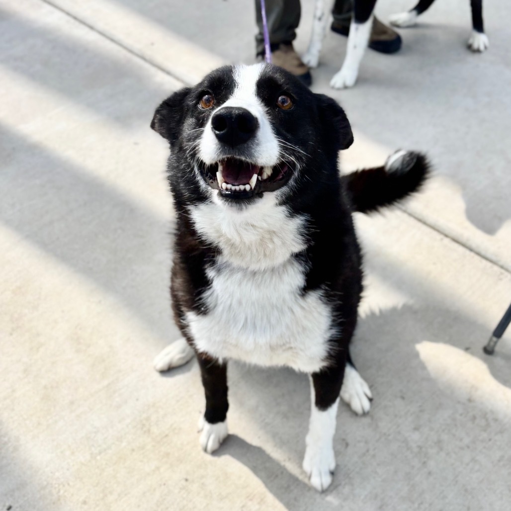 Maeve, an adoptable Karelian Bear Dog in Great Falls, MT, 59404 | Photo Image 2