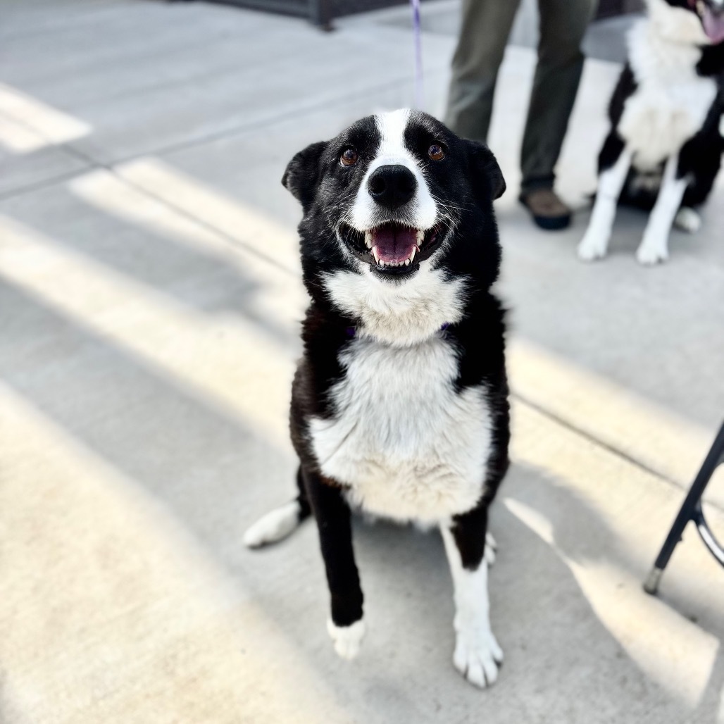 Maeve, an adoptable Karelian Bear Dog in Great Falls, MT, 59404 | Photo Image 3