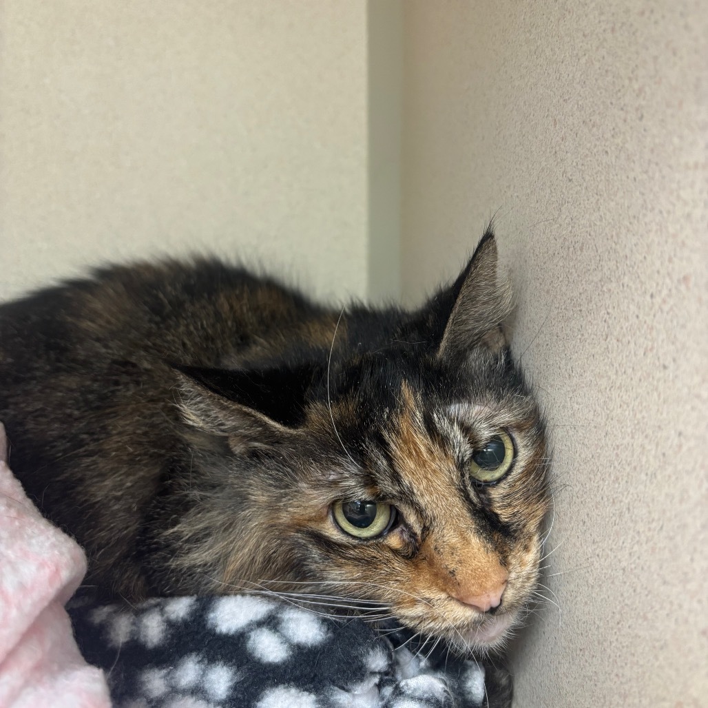 Ziggy, an adoptable Domestic Long Hair in Great Falls, MT, 59404 | Photo Image 1