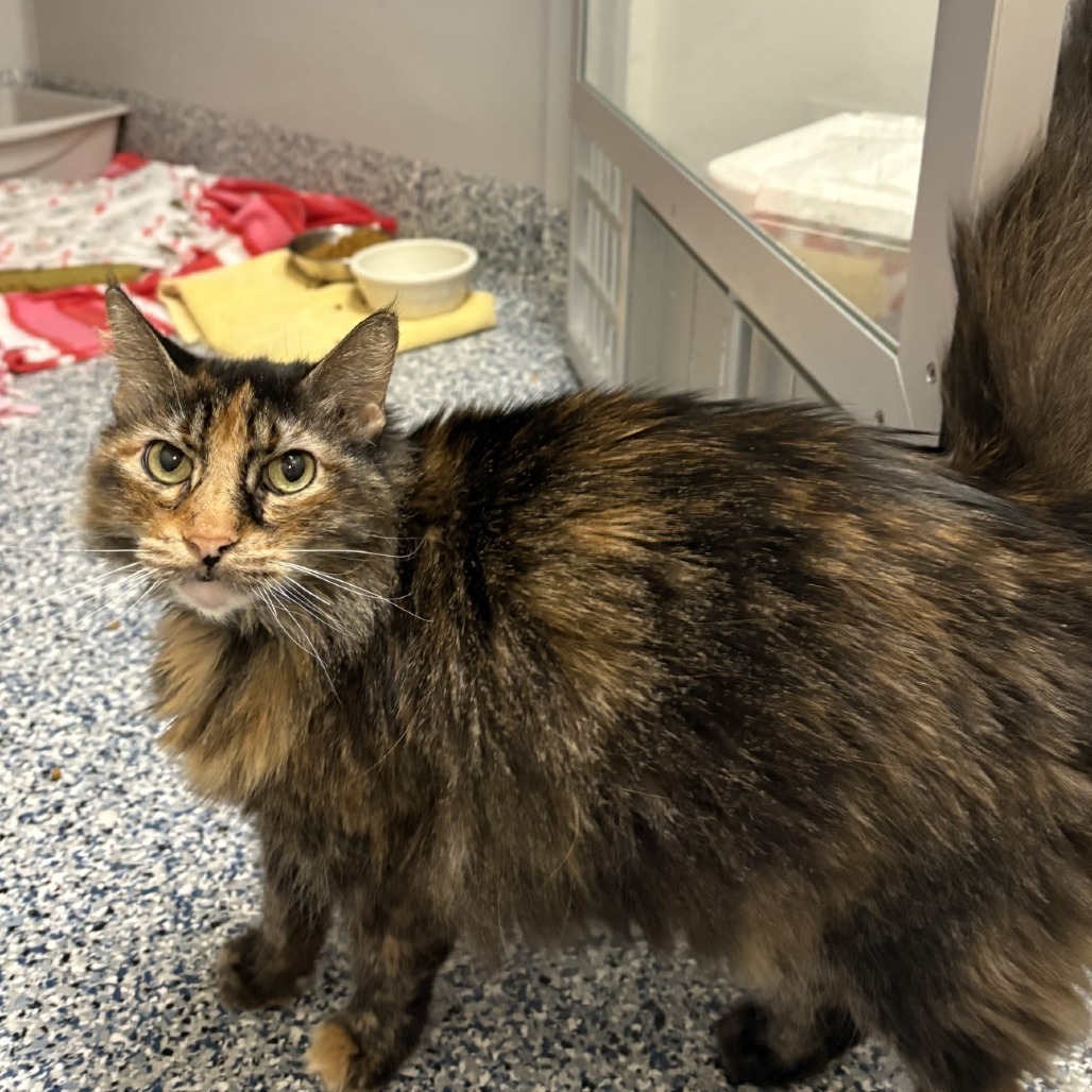 Ziggy, an adoptable Domestic Long Hair in Great Falls, MT, 59404 | Photo Image 1