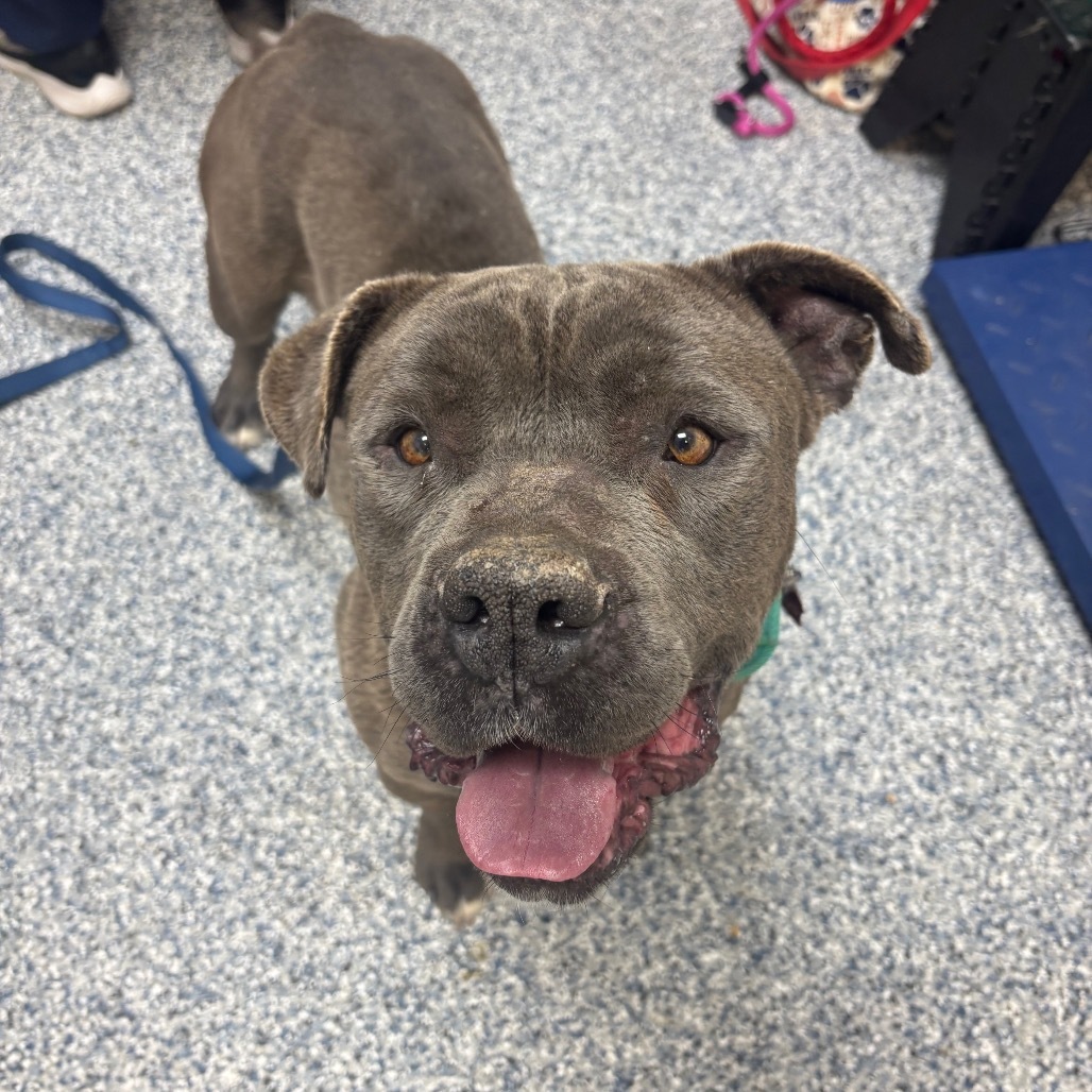 Spring, an adoptable American Staffordshire Terrier in Great Falls, MT, 59404 | Photo Image 1