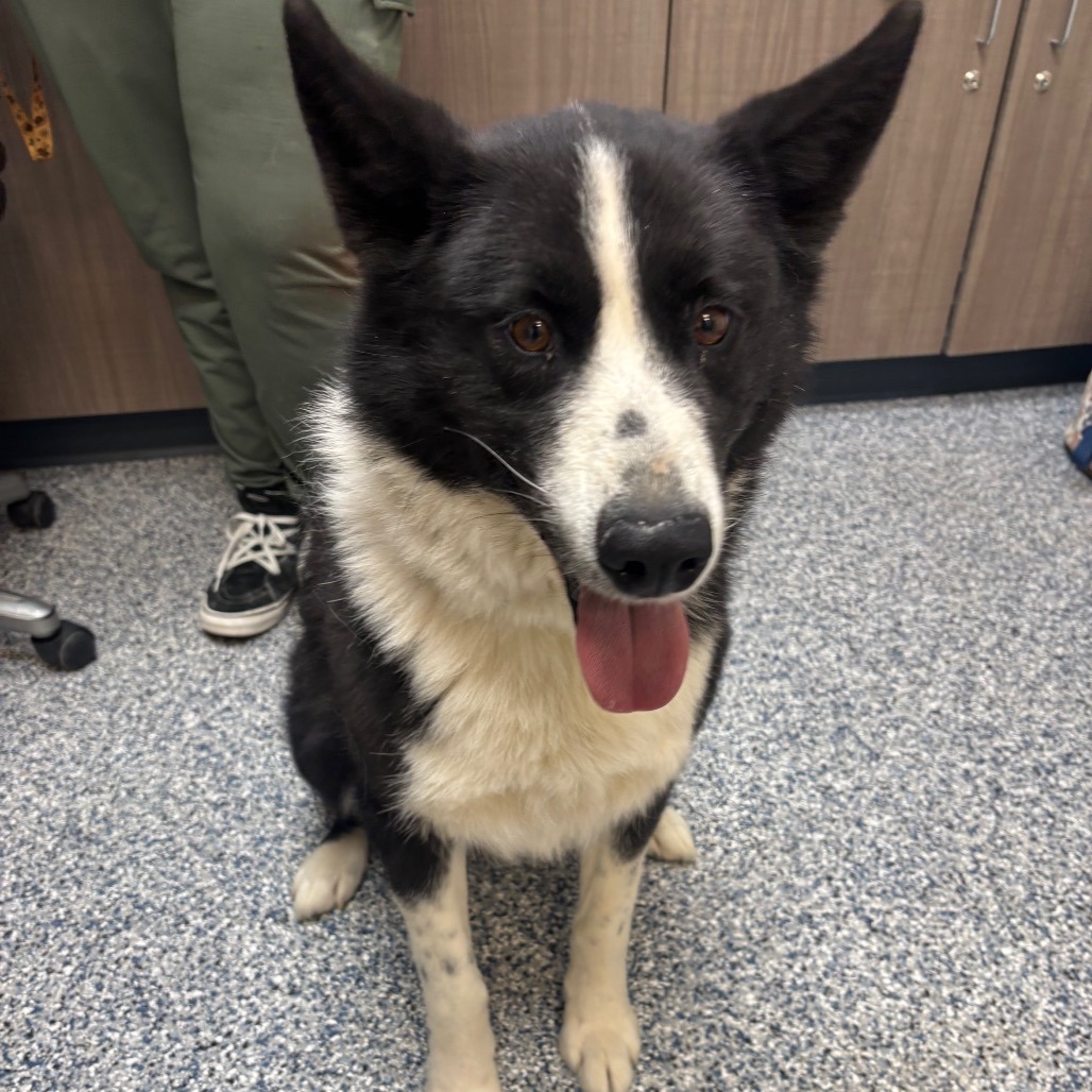 Finn, an adoptable Karelian Bear Dog in Great Falls, MT, 59404 | Photo Image 1