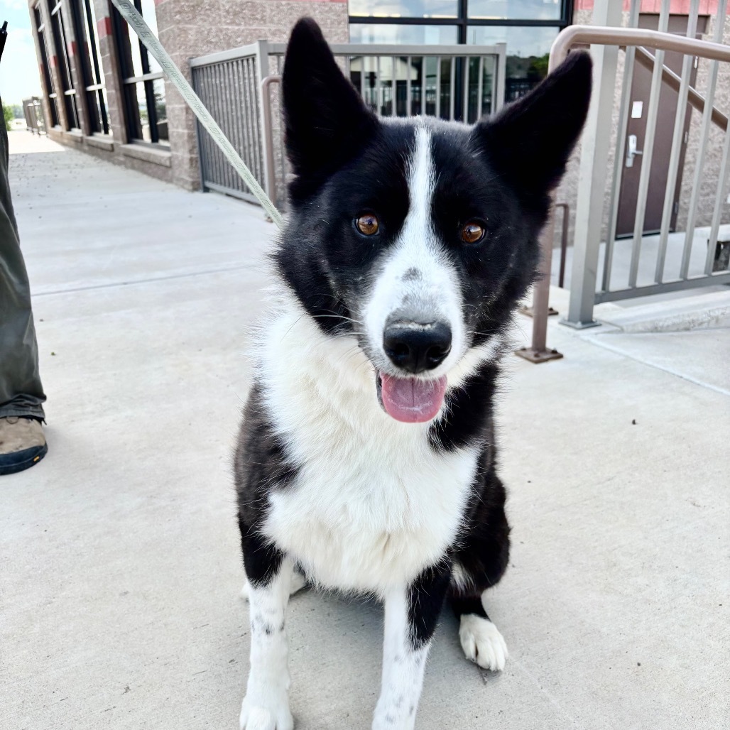 Finn, an adoptable Karelian Bear Dog in Great Falls, MT, 59404 | Photo Image 1
