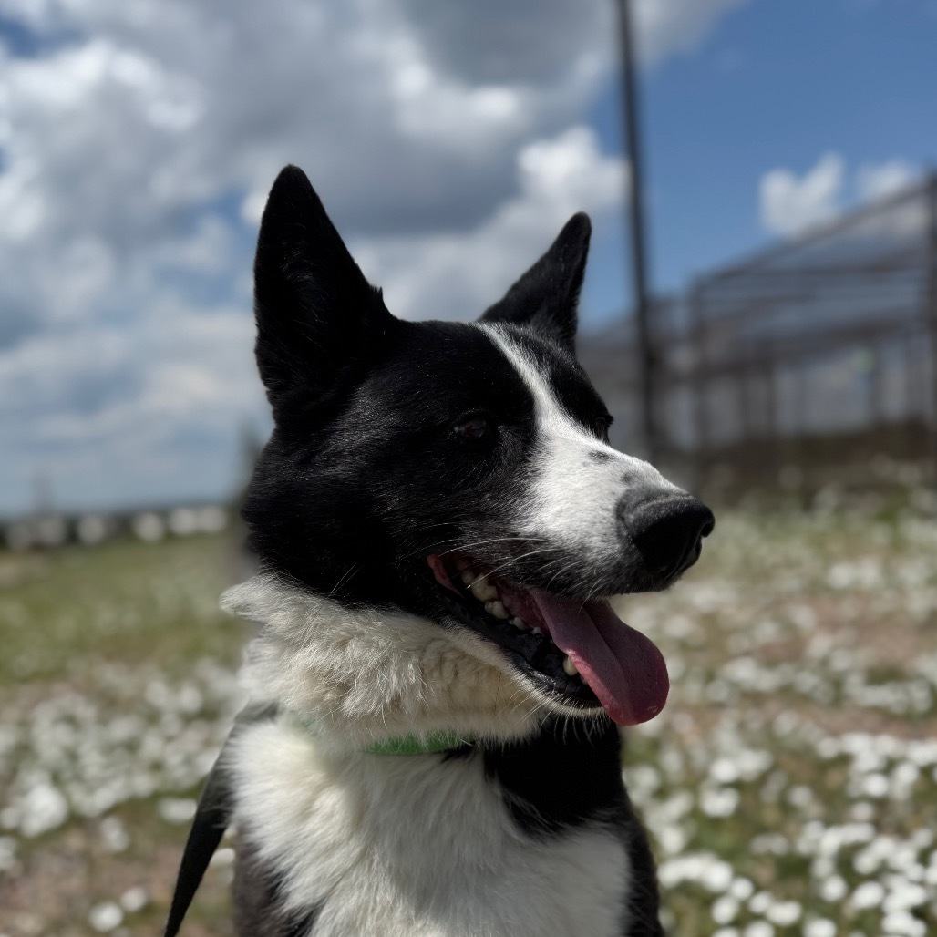 Finn, an adoptable Karelian Bear Dog in Great Falls, MT, 59404 | Photo Image 2