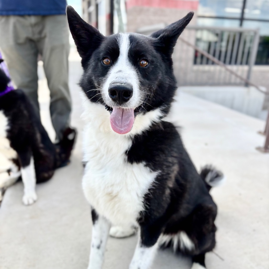 Finn, an adoptable Karelian Bear Dog in Great Falls, MT, 59404 | Photo Image 3
