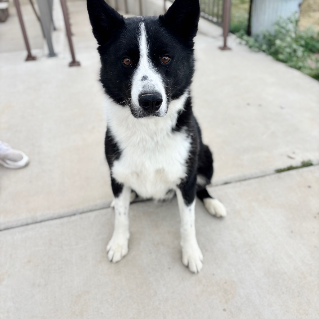 Finn, an adoptable Karelian Bear Dog in Great Falls, MT, 59404 | Photo Image 4