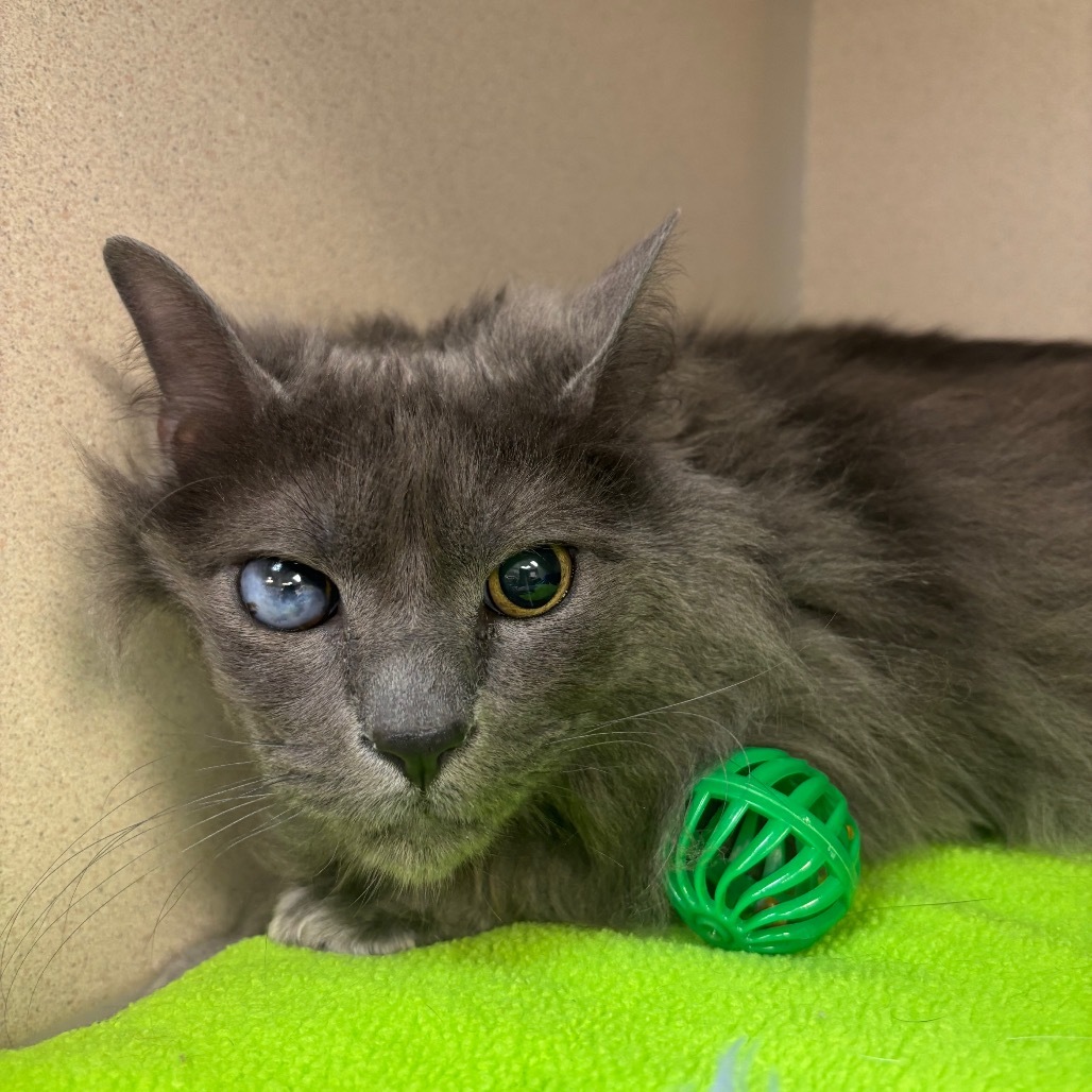 Oden, an adoptable Domestic Long Hair in Great Falls, MT, 59404 | Photo Image 1