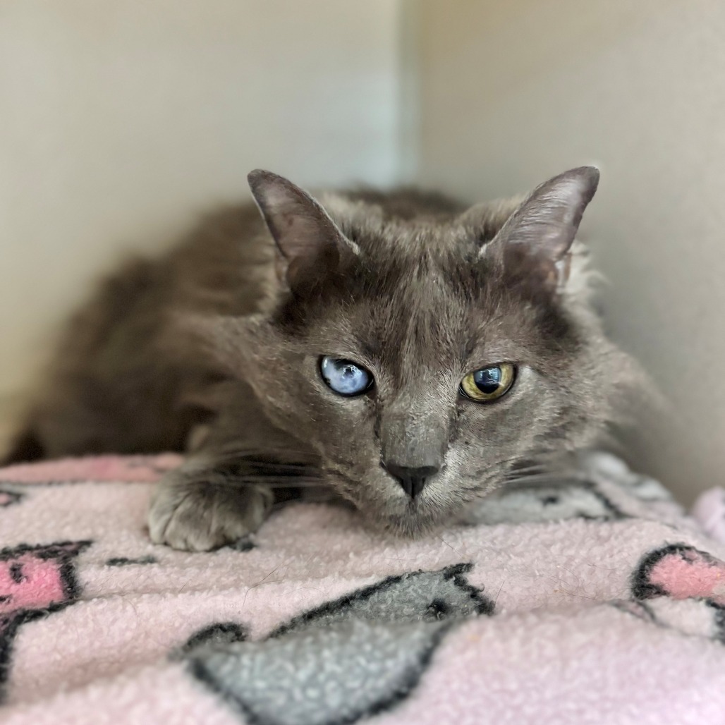 Oden, an adoptable Domestic Long Hair in Great Falls, MT, 59404 | Photo Image 1