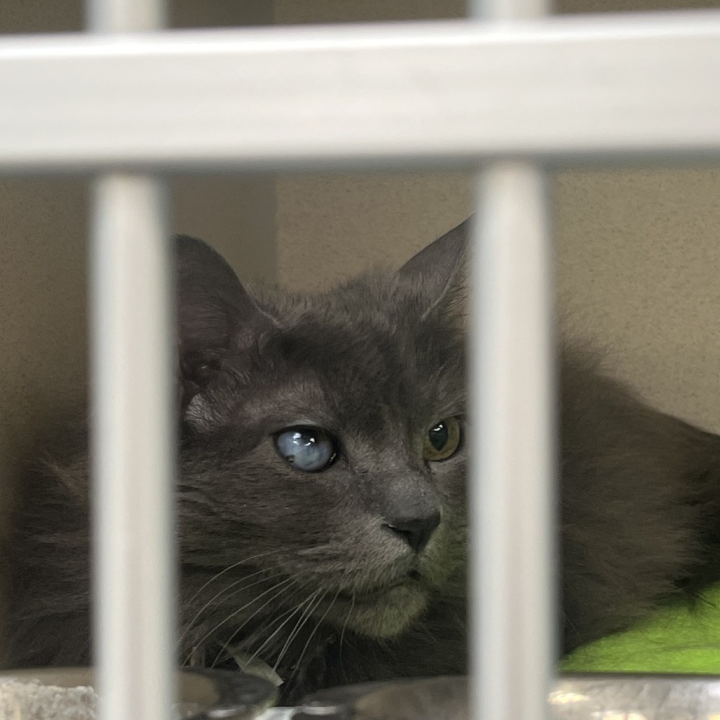 Oden, an adoptable Domestic Long Hair in Great Falls, MT, 59404 | Photo Image 2