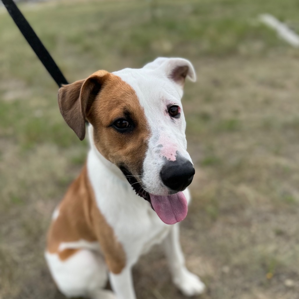 Phobos, an adoptable Mixed Breed in Great Falls, MT, 59404 | Photo Image 1