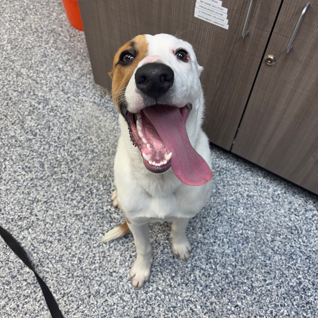 Phobos, an adoptable Mixed Breed in Great Falls, MT, 59404 | Photo Image 2