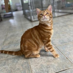 Billy Kaplan, Adult Male Domestic Short Hair