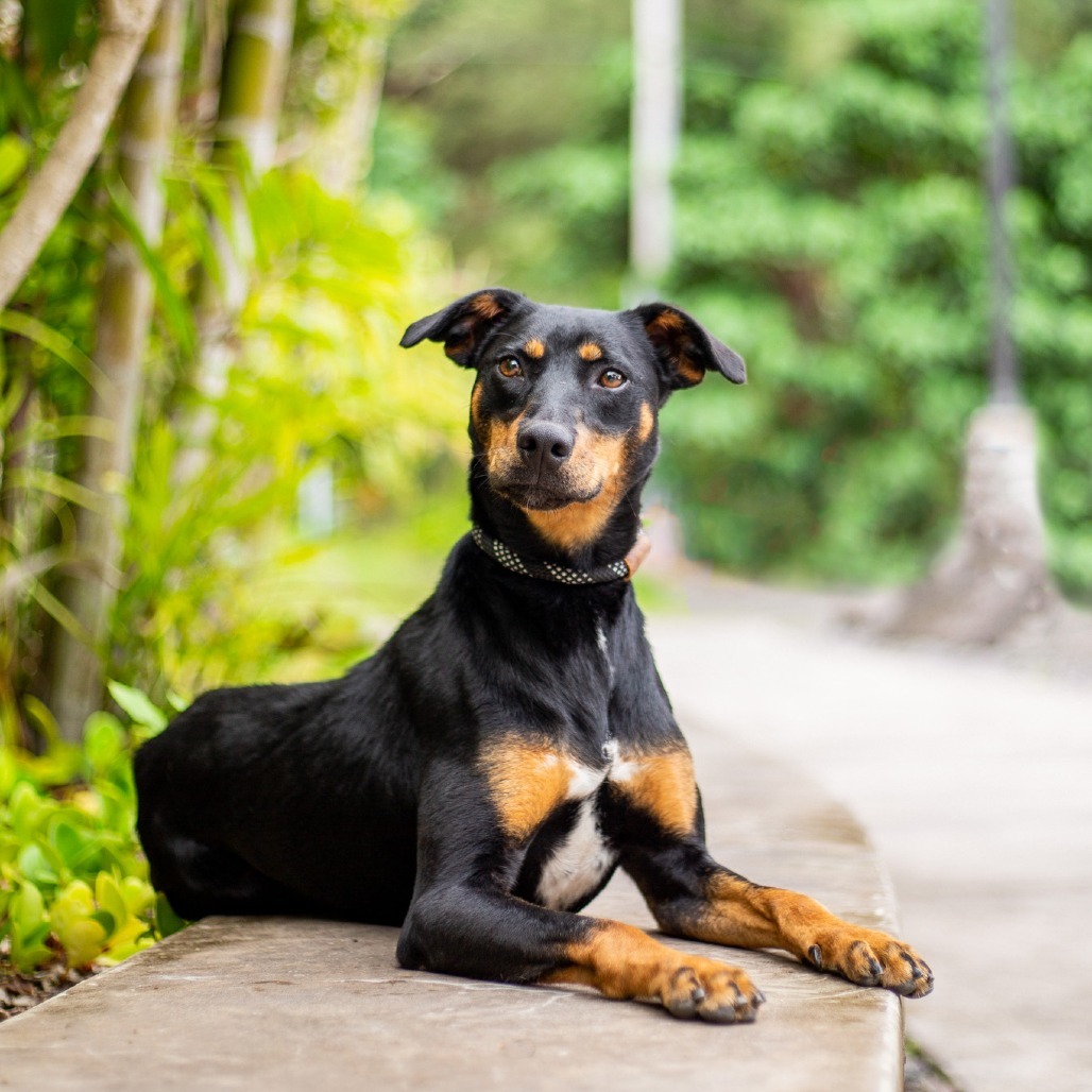 Eve, an adoptable Mixed Breed in Kailua Kona, HI, 96740 | Photo Image 6