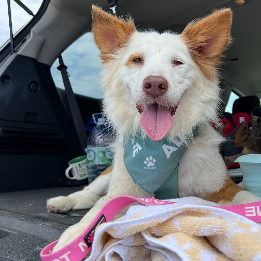 Leah, an adoptable Mixed Breed in Kailua Kona, HI, 96740 | Photo Image 1