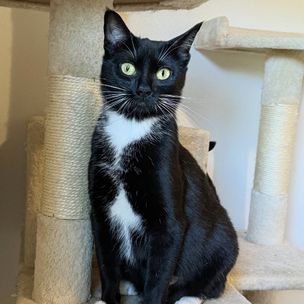 Onyx