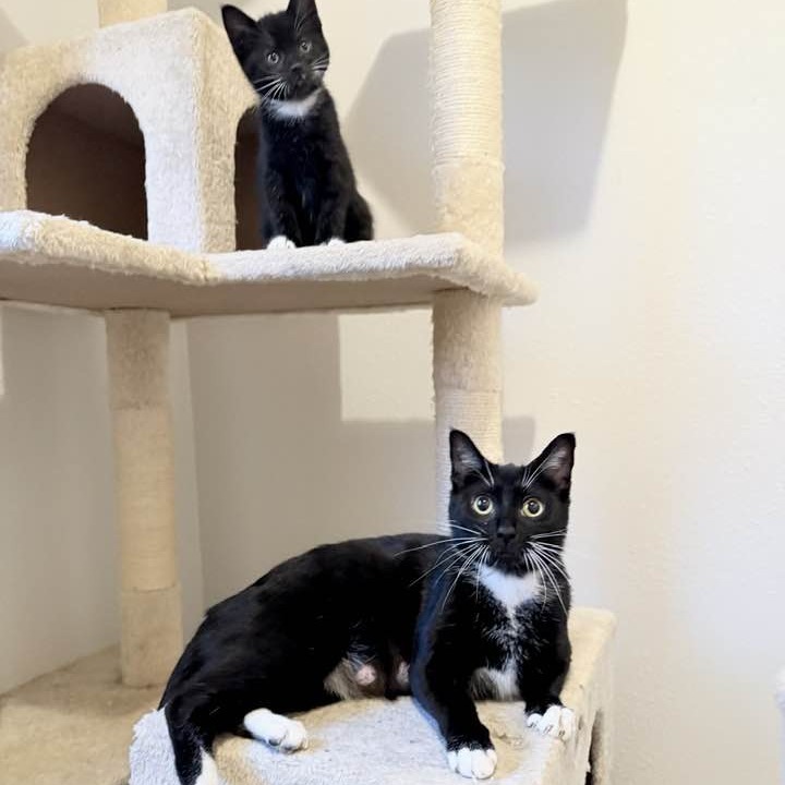 Onyx