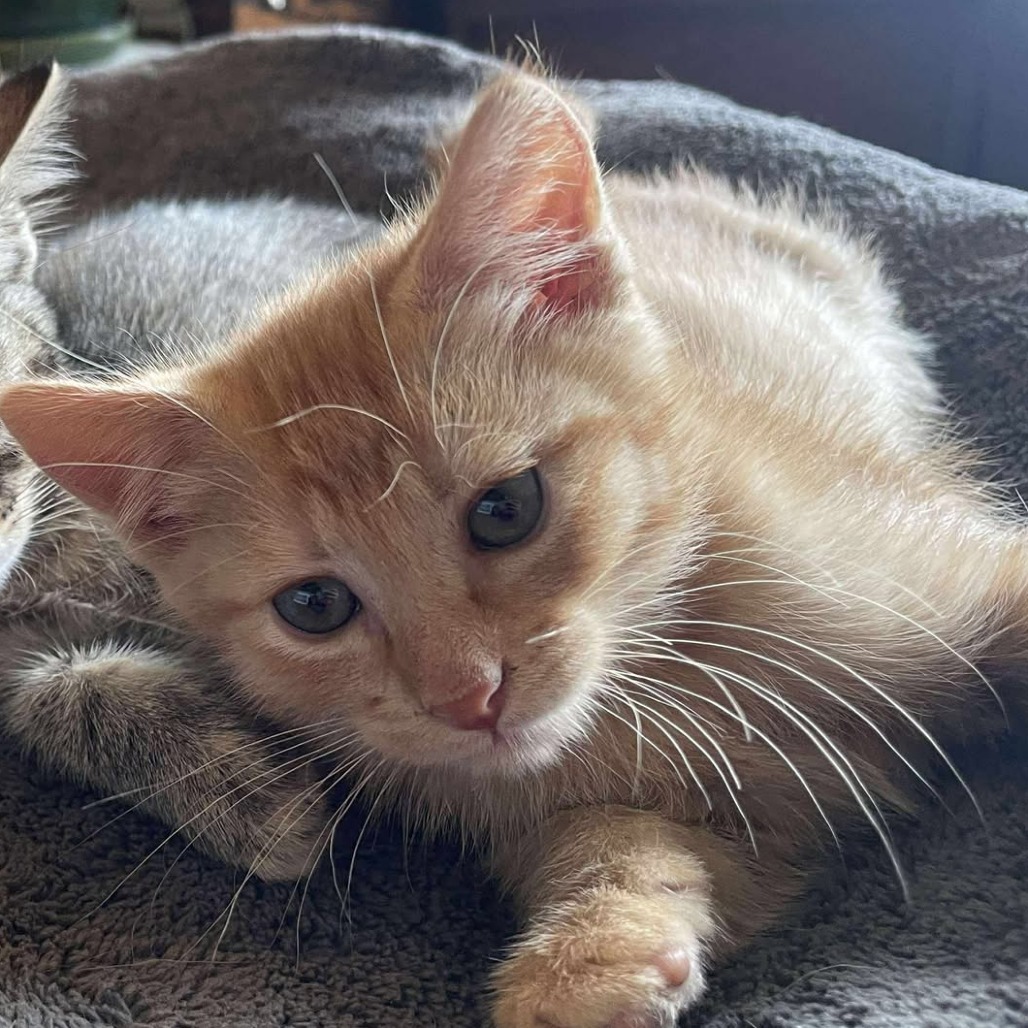 Oscar