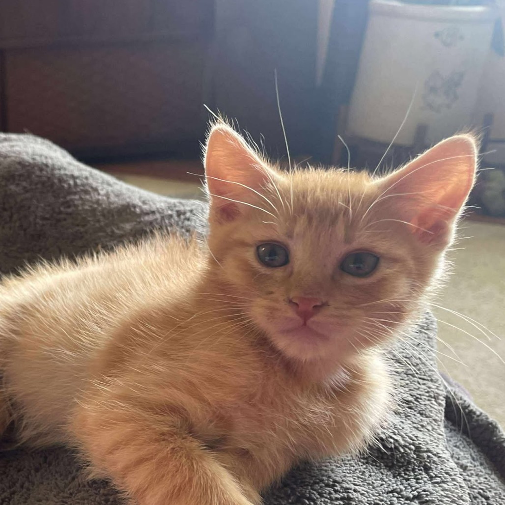 Oscar