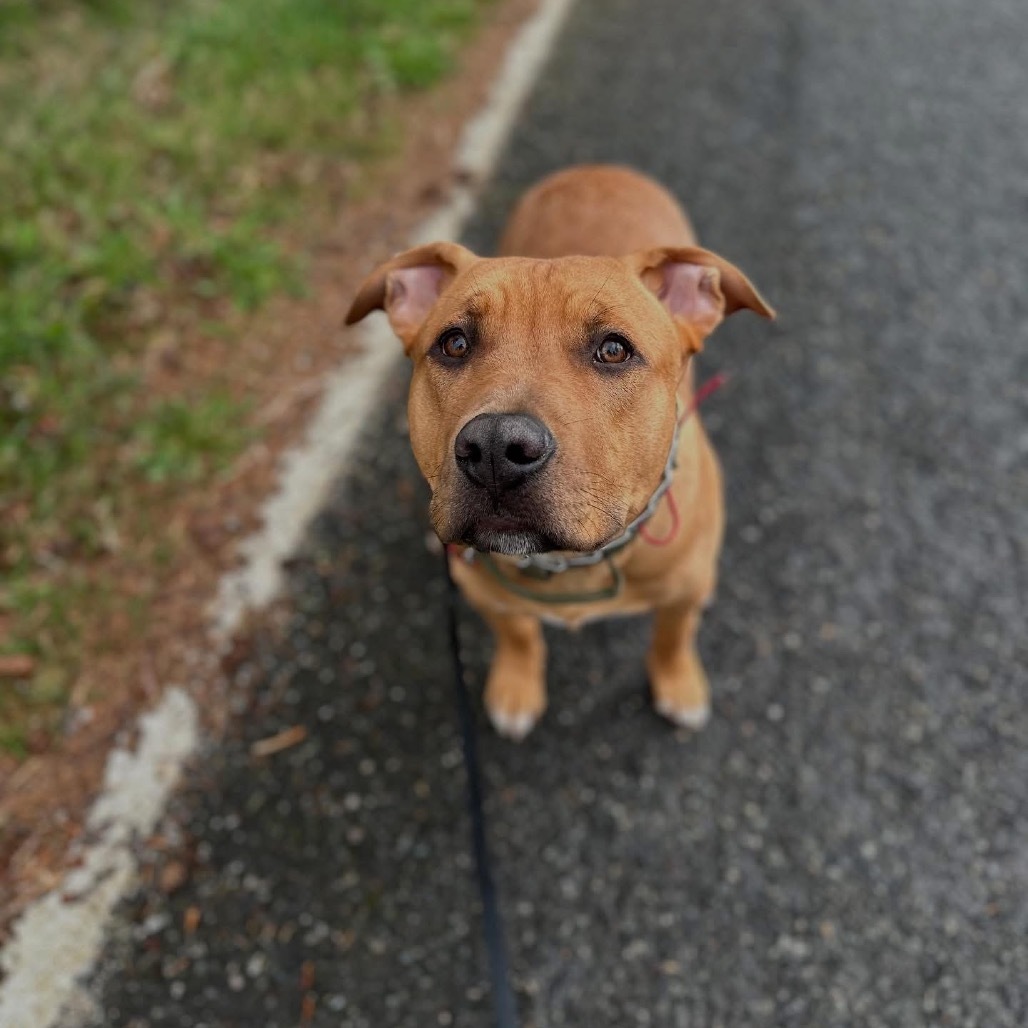 Bruno, an adoptable Bullmastiff, Retriever in Ferndale, WA, 98248 | Photo Image 1