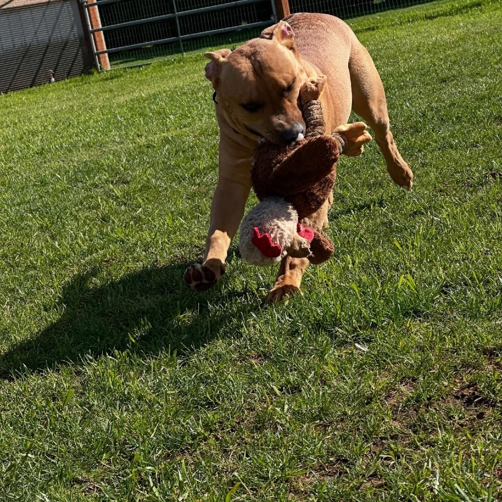 Bruno, an adoptable Bullmastiff, Retriever in Ferndale, WA, 98248 | Photo Image 2