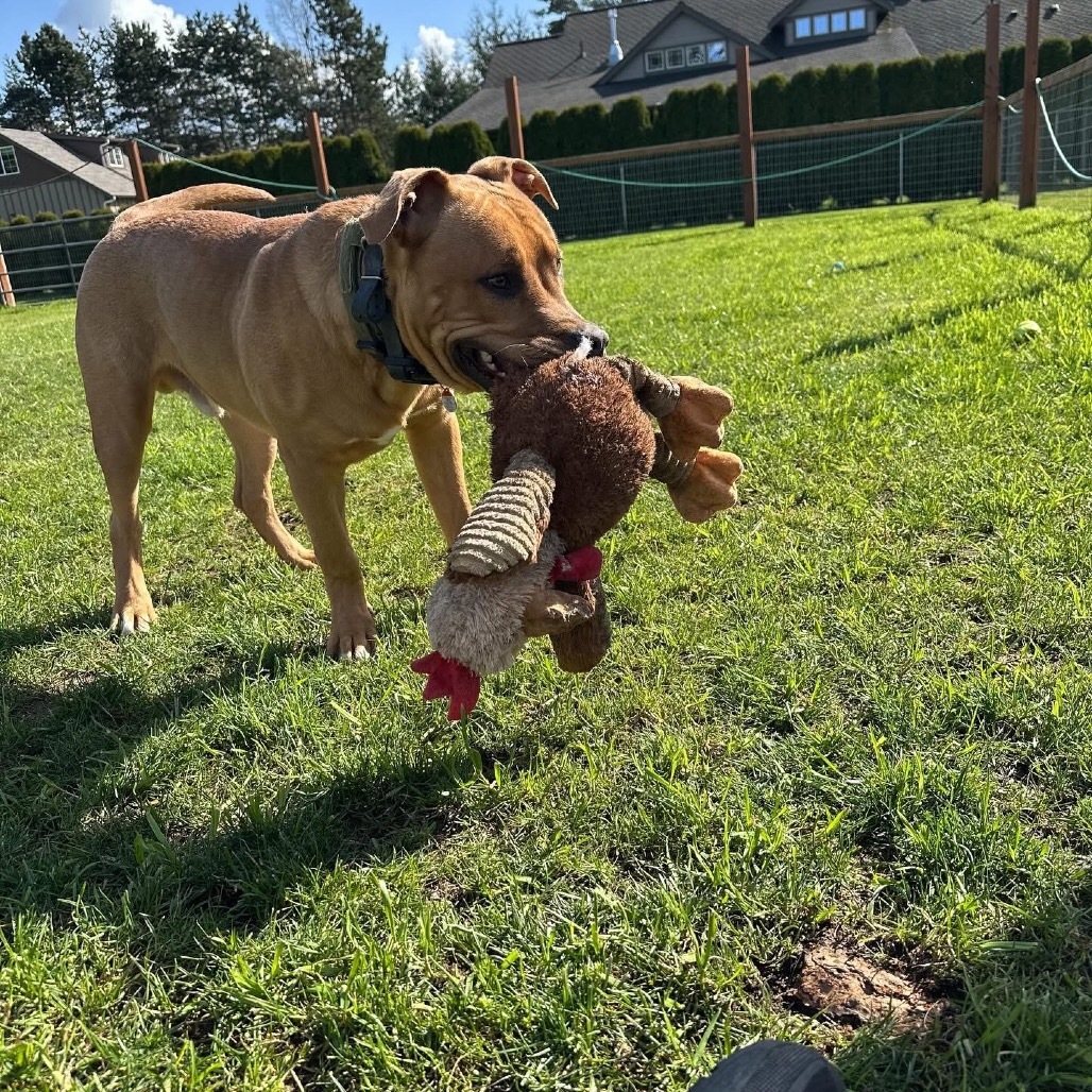 Bruno, an adoptable Bullmastiff, Retriever in Ferndale, WA, 98248 | Photo Image 3