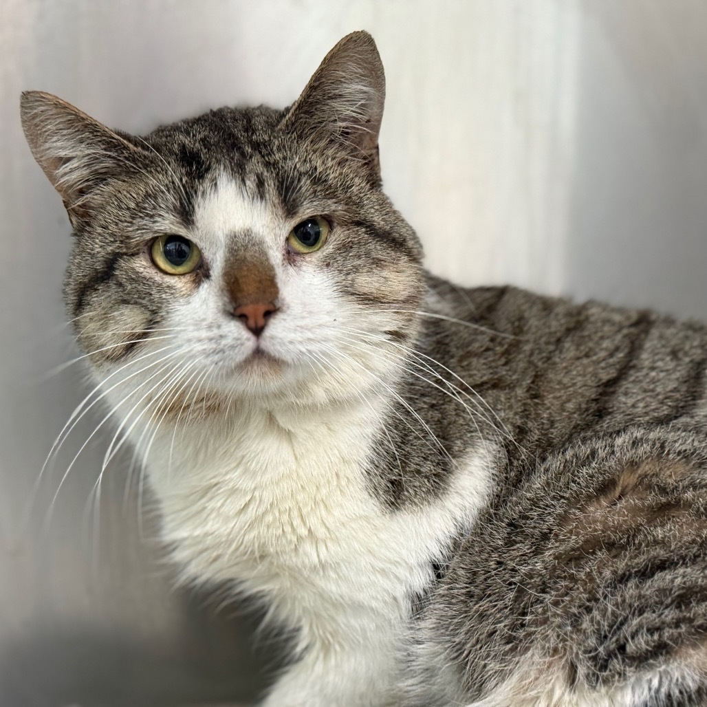 Goose, an adoptable Domestic Short Hair in Standish, MI, 48658 | Photo Image 1