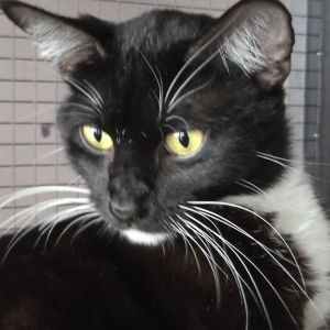 Miss Curly, Adult Female Domestic Short Hair
