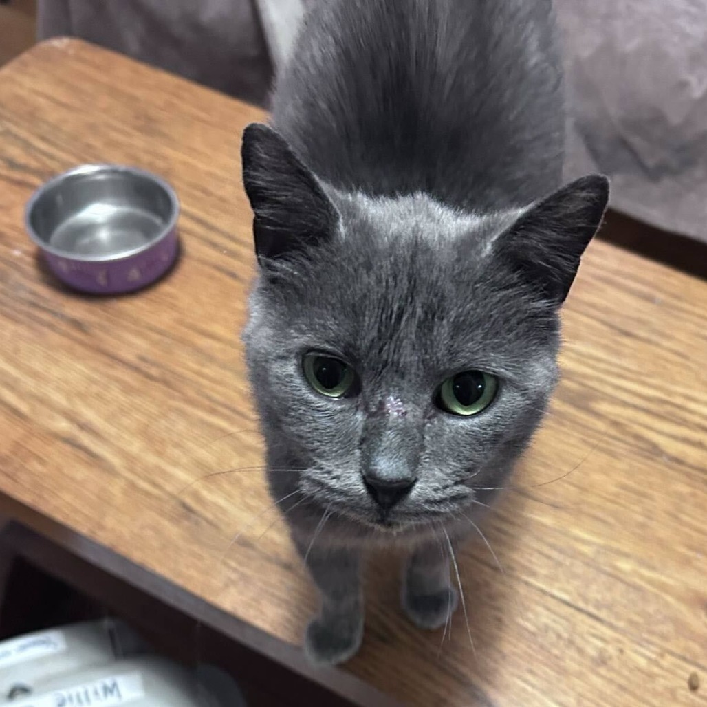 Miss Gray