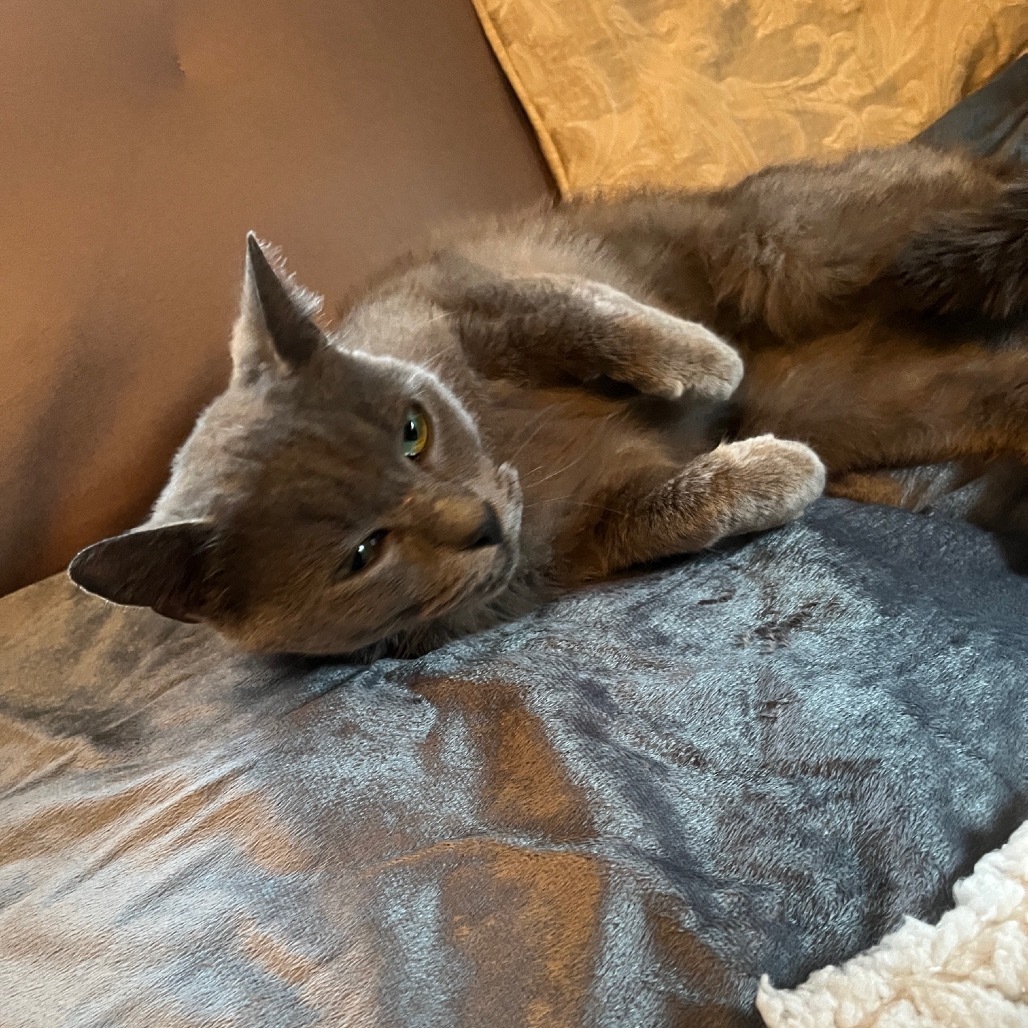 Miss Gray