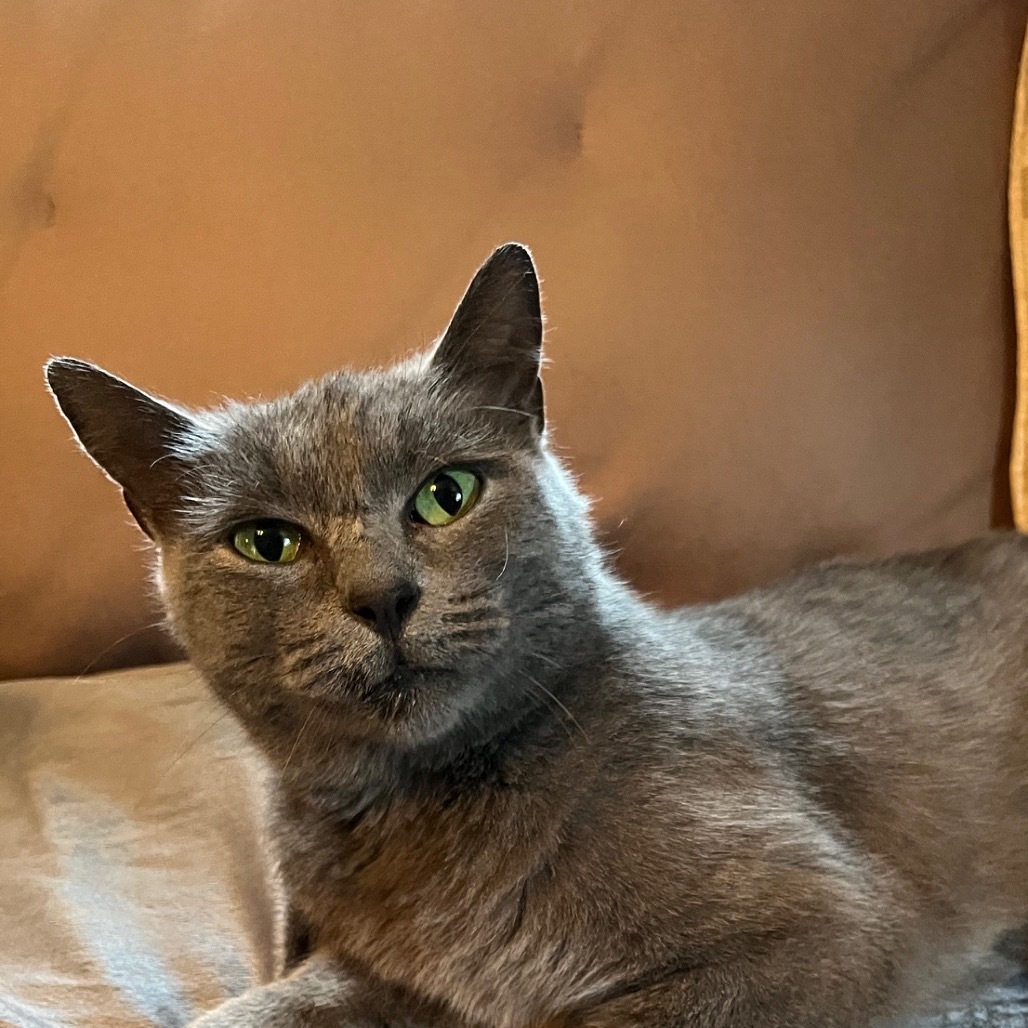 Miss Gray