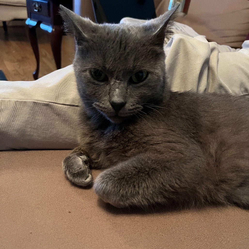 Miss Gray