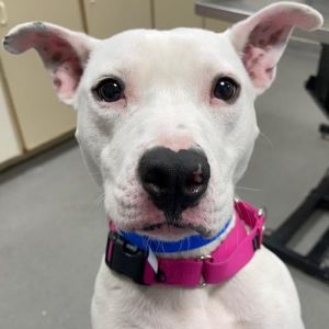 Stella, Adult Female Mixed Breed