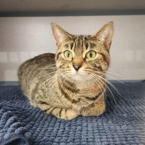 Rosie, Young Female Domestic Short Hair