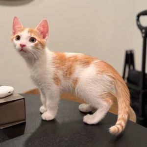 Oscar and Turbo were born on February 21st 2025 They are two of the five kitte