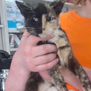 Yang, Young Female Domestic Short Hair