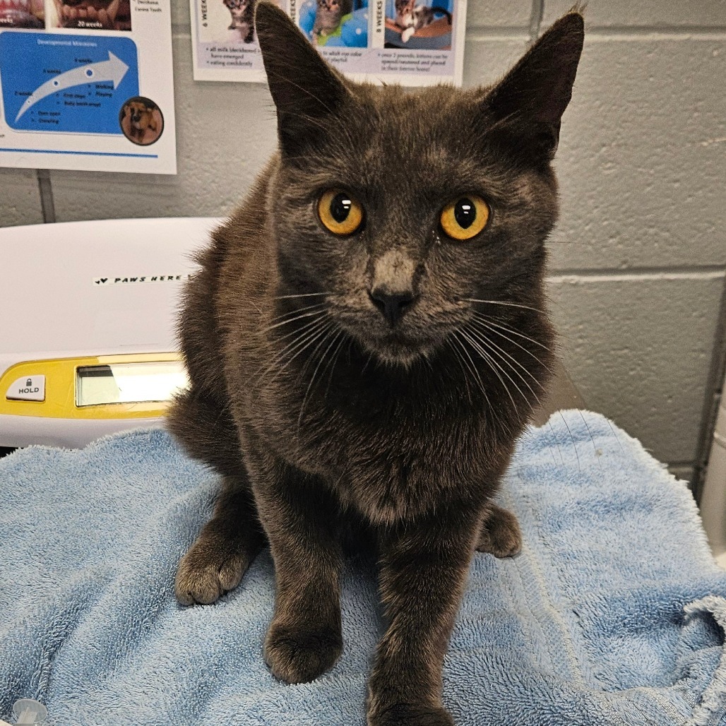 Frankie (Critter Barn)